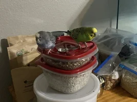 Tom the Con-Man and the Flock!