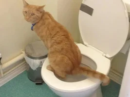 Toilet trained cat- opinions?