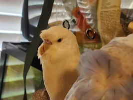 [UPDATE SEPTEMBER] Feathered Hello from Savannah + Meet My Birds