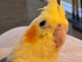 5-6 month cockatiel won't eat anything except Millet