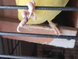 My Parrot's foot was bitten
