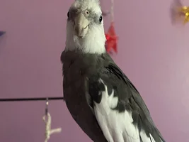 Rico’s thread