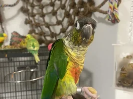 Healthy but lazy parrots?