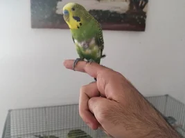 My budgie is losing his stomach feathers