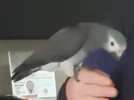 African Grey