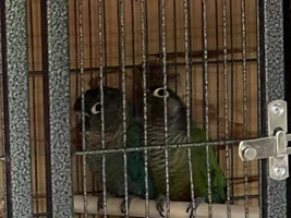Need help with Conure breeding aviary