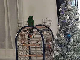Eclectus bonding