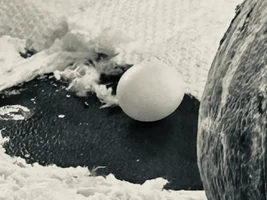 Quaker, two, laid an egg (no other birds here)