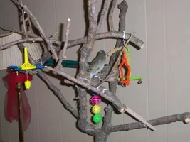 bellas playgym