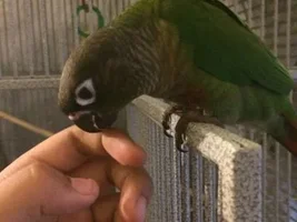 Valentino!