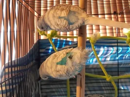 Budgie ruining tail and wing feathers...?