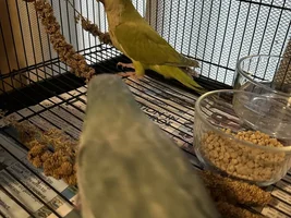 New Family Member