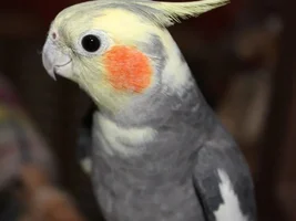 Hello, a big parrot family's mama speaking...