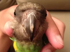 Help: Senegal has Brown spots on beak