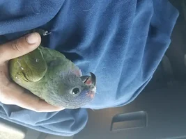 Baby Blue Headed Pionus
