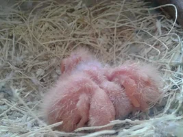 Can you guess a parrot that young?