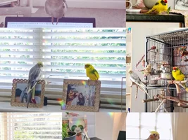 Green Cheek Conure or Indian Ringneck.