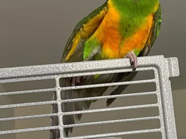Looking for a loving home for my Senny Leyla (Based in Arnhem Netherlands)