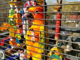 Does anyone ever live in an apartment with a Sun Conure