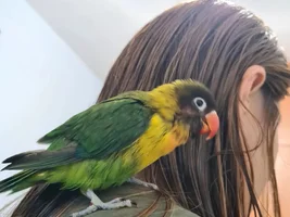 Saved a Fischer(?) love bird yesterday - Need some guidance
