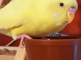 Bunch of cute Budgies