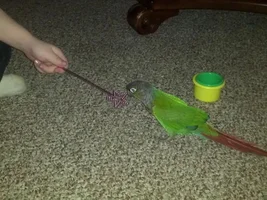 Pictures of my Green Cheeck