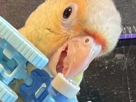 My bird's cere looks red and hurt :( (UPDATE: HE IS ALL OK NOW:3)