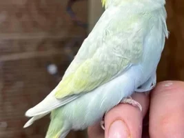 New budgie - 8 Weeks old