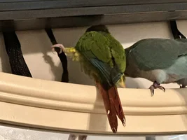 Rehoming, Need help!! Bonded pair