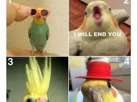 Parrot jokes/ memes
