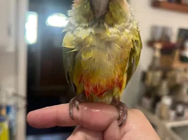 Wet chickens!!