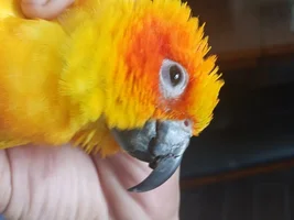 Broken beak