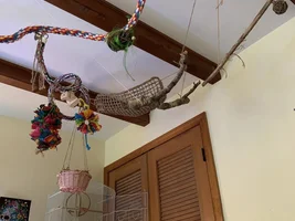 The Ins, Outs, and Upside Downs of Budgie Parenting