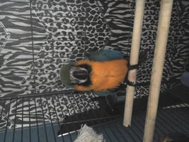first time macaw owner