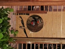 My daughter´s finches