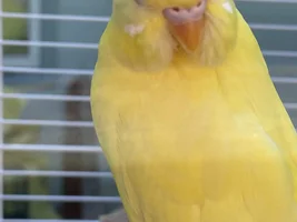 Expressive birdies