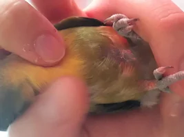 Molting?