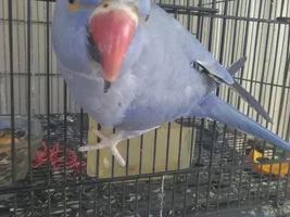 Wanted: near Riverside county male Indian ringneck