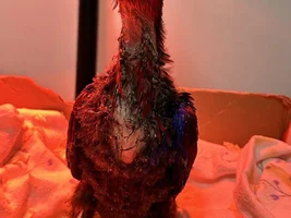 Help! My 8 weeks eclectus regurgitating