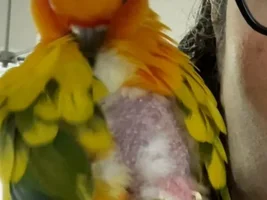 Feather plucking? Is my conure sick or stress?