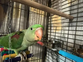 Squawking, but only at me!