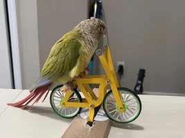 Teaching My Conure To Ride A Bike
