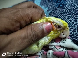 Cockatiel gets recursive eye infection