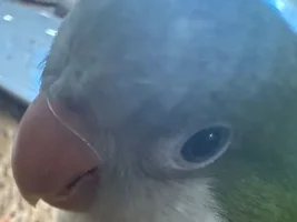 Monk parrot, 9 months old.