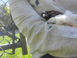 Homedepot sparrow