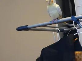 2 Budgies and a Tiel