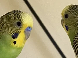2 Diamond doves
