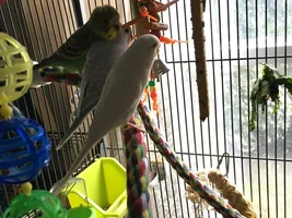 So I got her a nestbox....
