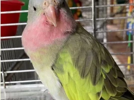 Introducing The New Adventures Of Princess Peach!! 💝