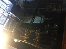 blue and gold macaw cage set up.